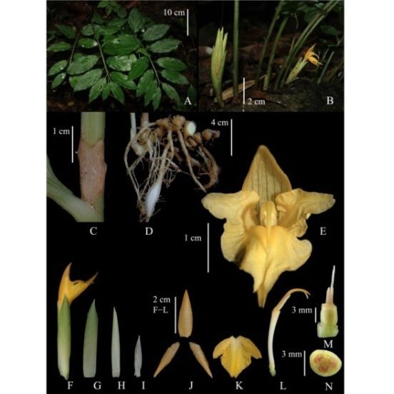 BRIN Umumkan 75 Flora-Fauna Spesies Baru dari Sulawesi