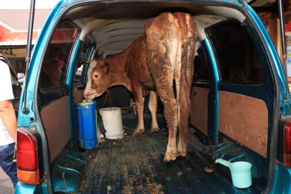 Warga Jember Tertangkap Curi Sapi, Dimasukkan ke Mobil