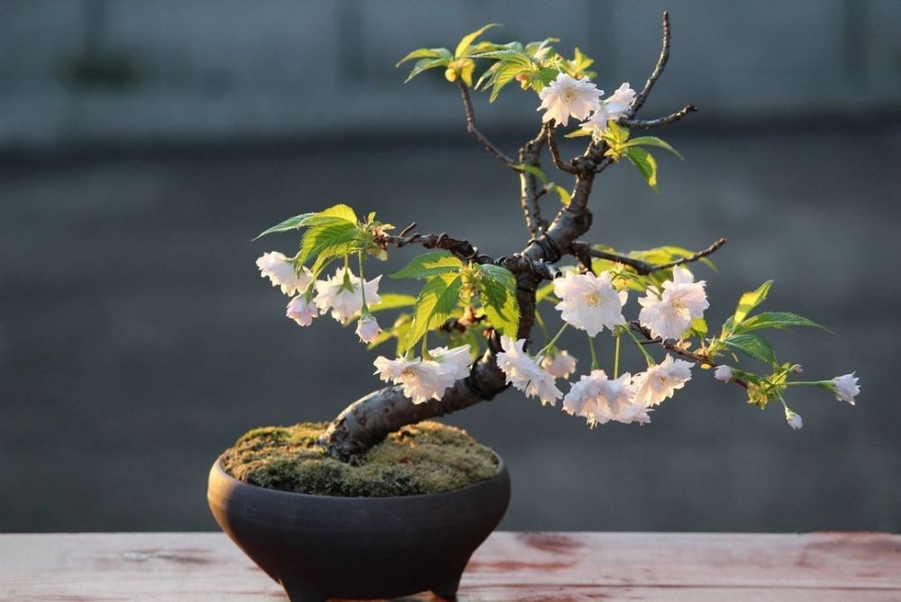 бонсай сакура. сакура жива. черри блоссом дерево. черри блоссом май. сакура жива.