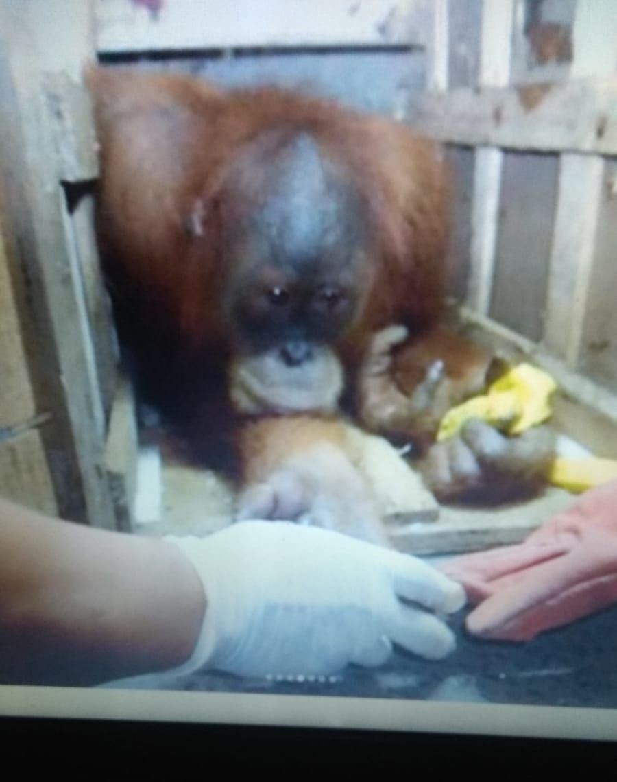 Polres Binjai Tangkap 3 Orang Terduga Pelaku Perdagangan Orangutan 