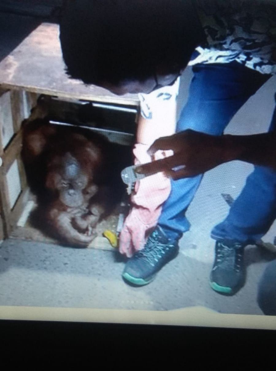 Terdakwa Perdagangan Orangutan di Binjai Dituntut 1 Tahun Penjara