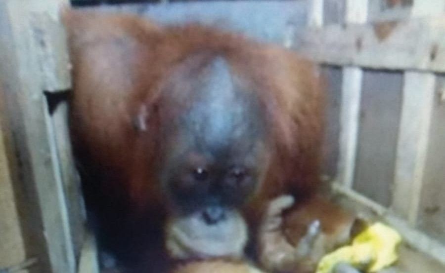 Jaksa Minta Otak Pelaku Perdagangan Orangutan Segera Disidang