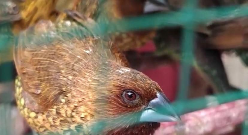 Semarak Imlek 2022 Bandar Lampung, Penjual Burung Pipit Ketiban Rezeki
