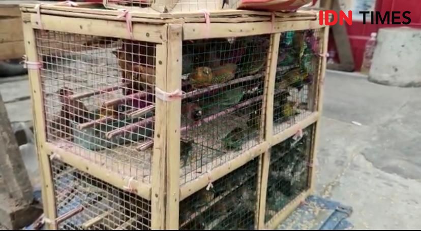 Semarak Imlek 2022 Bandar Lampung, Penjual Burung Pipit Ketiban Rezeki
