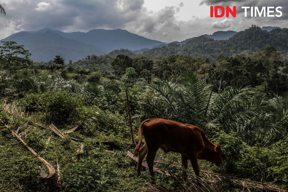 Tinggalkan Jejak, Harimau Sumatra Kembali Masuk Perkampungan di Langkat