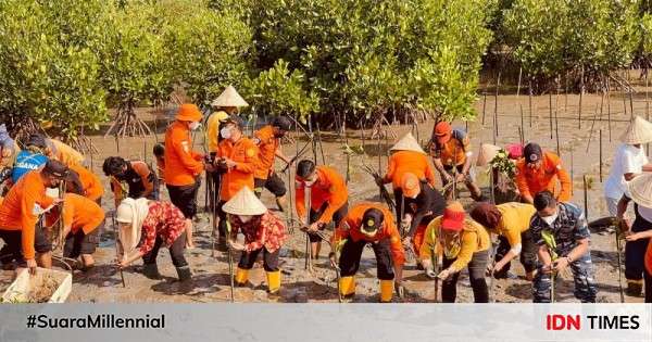 Rehabilitasi Hutan Mangrove Di Kaltim Ditargetkan 27 Ribu H