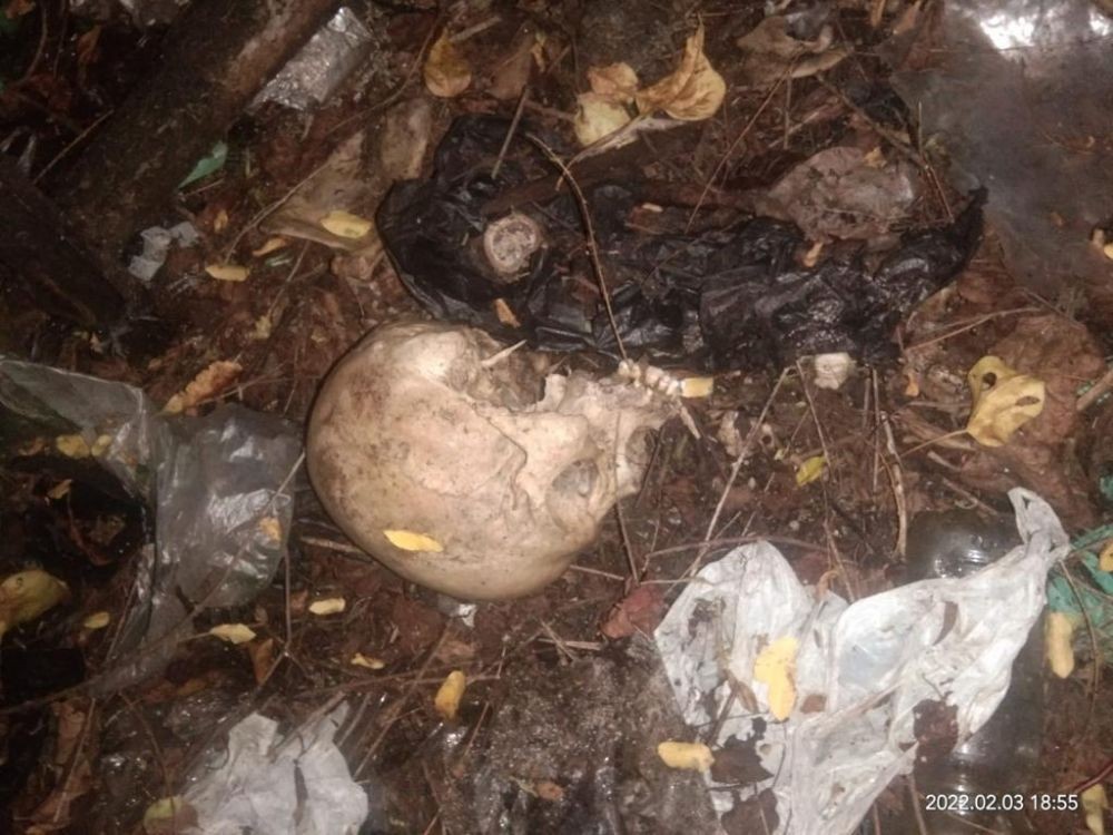 Kerangka Manusia Ditemukan di Hutan Mangrove Bali, Diduga Milik ODGJ 