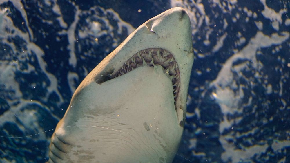 Ini 7 Alasan Kenapa Hiu Disebut Predator Laut Terhebat