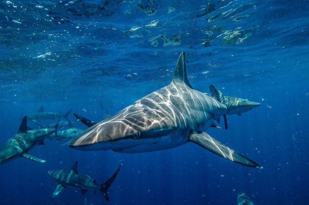 Ini 7 Alasan Kenapa Hiu Disebut Predator Laut Terhebat