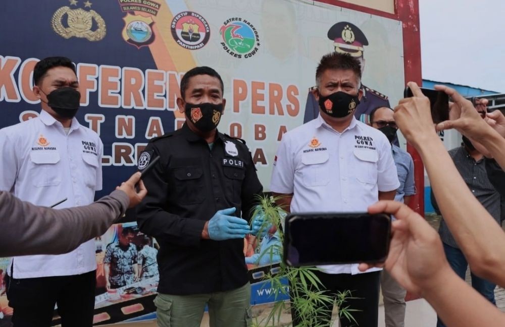 Warga Gowa Temukan Tanaman Ganja di Alang-alang