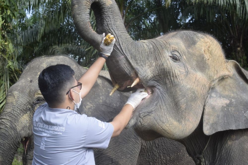 Vesswic Lakukan Monitoring Kesehatan Gajah di Sumatra Secara Berkala