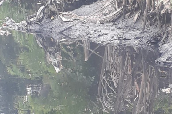 Duh, 3 Buaya Muncul di Kali dan Bikin Warga di Tangerang Was-was