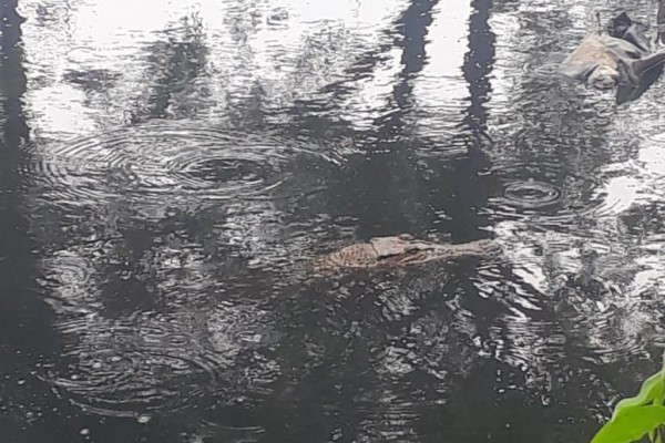 Ada Buaya Berkeliaran, Warga Diminta Gak Mendekat ke Kali Cirarab