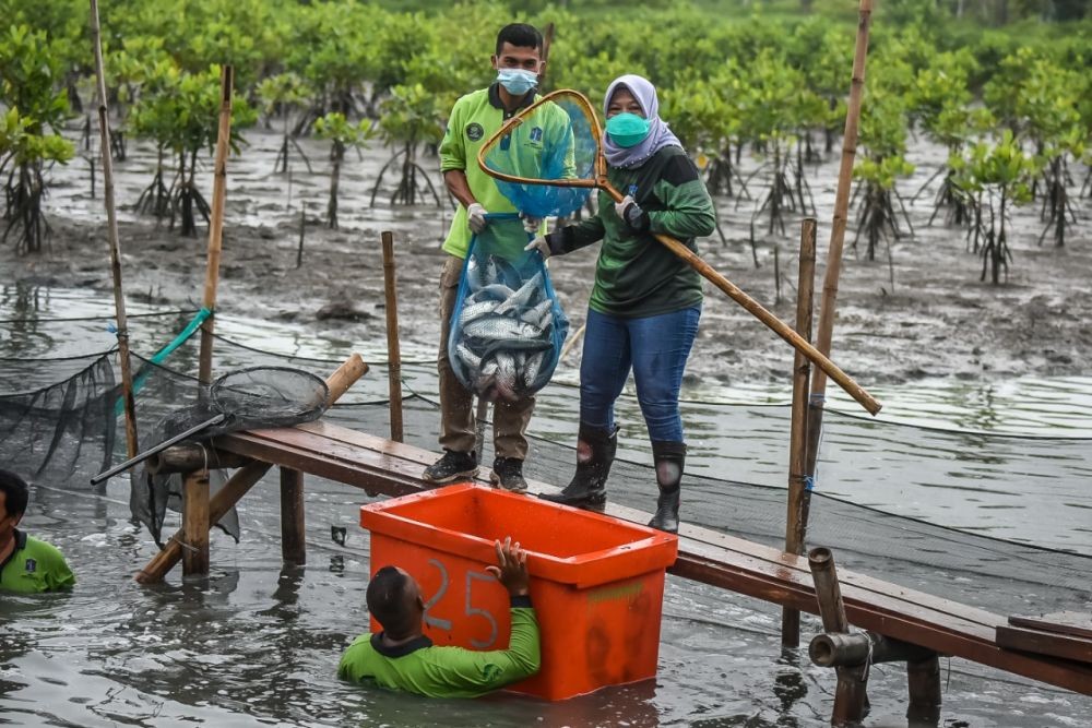 Pemkot Panen 350 Kg, Ikan Bandeng Langsung Dibagikan ke MBR di Rungkut