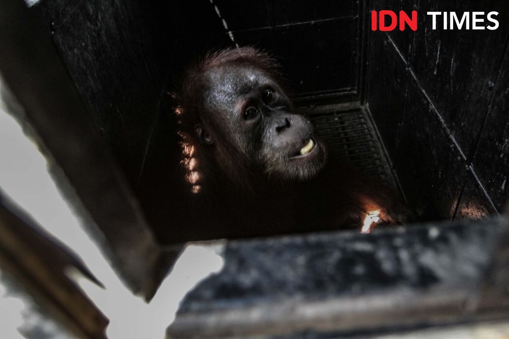 9 Fakta Tentang Orangutan, Terancam Punah dan Terus Diburu