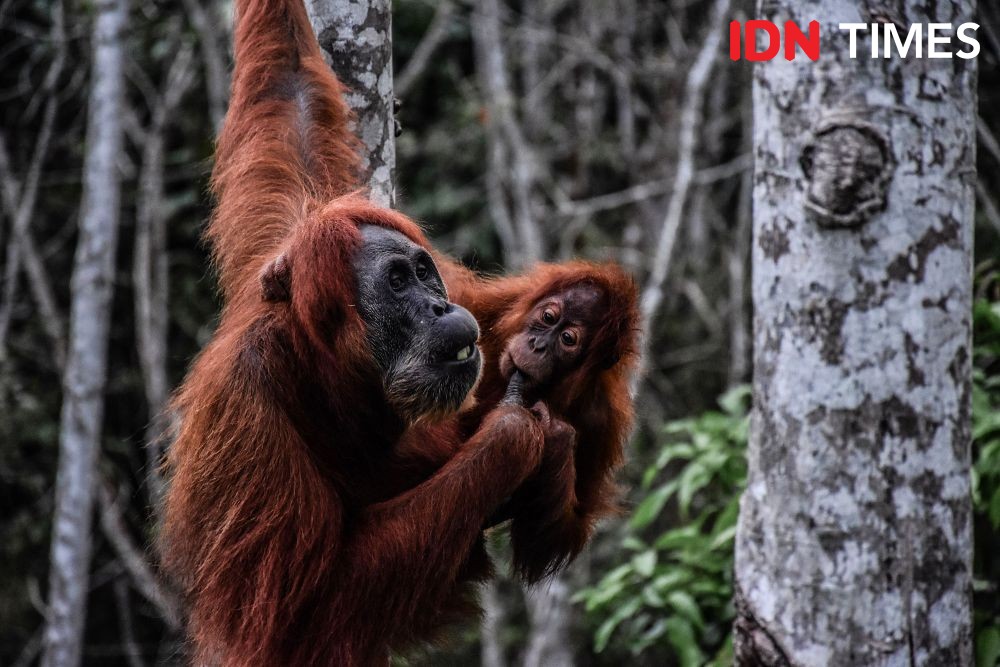 Orangutan Mati di Gayo Lues, Diduga Digigit Anjing dan Dipukul Pemburu