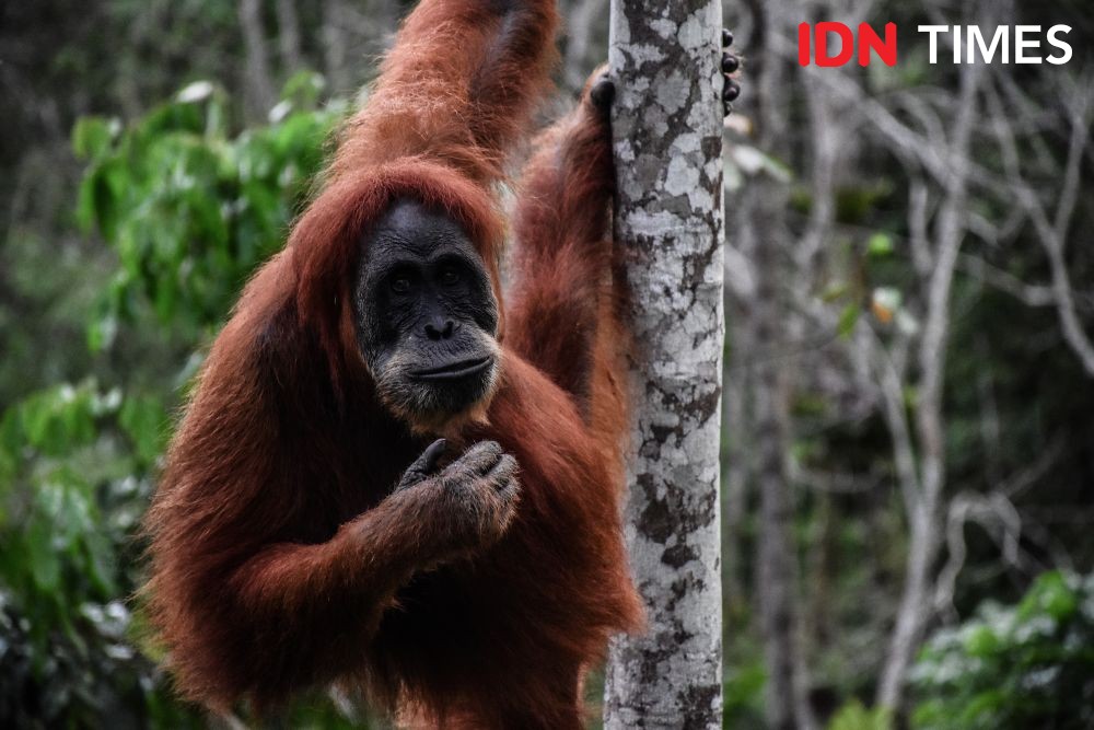4 Orangutan dari Sumut ‘Bersekolah’ di Jantho Aceh