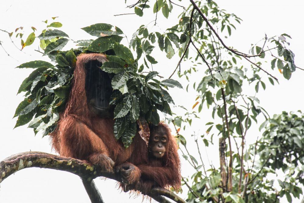 9 Fakta Tentang Orangutan, Terancam Punah dan Terus Diburu