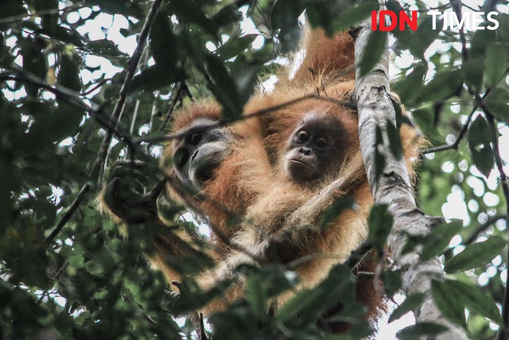 9 Fakta Orangutan, Terancam Punah dan Masih Terus Diburu