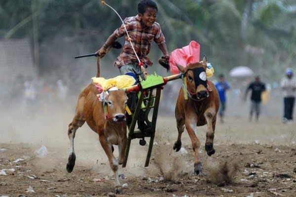 Beragam! Ini 10 Kesenian Khas Jember