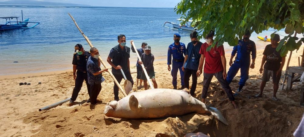 Potret Dugong Terdampar di Pantai Watu Jimbar Sanur Bali