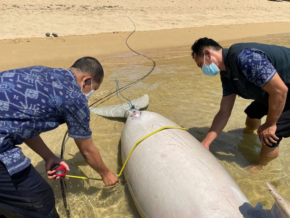 Potret Dugong Terdampar di Pantai Watu Jimbar Sanur Bali