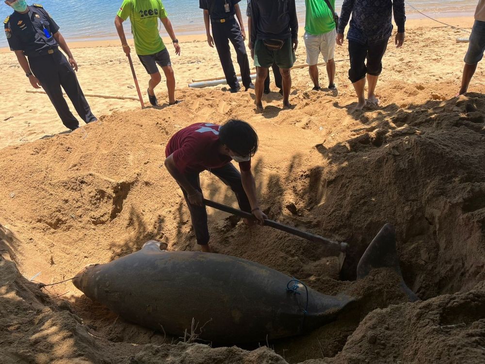 Potret Dugong Terdampar di Pantai Watu Jimbar Sanur Bali