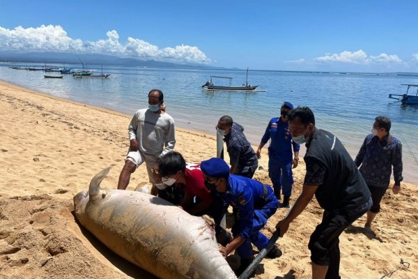 Potret Dugong Terdampar di Pantai Watu Jimbar Sanur Bali