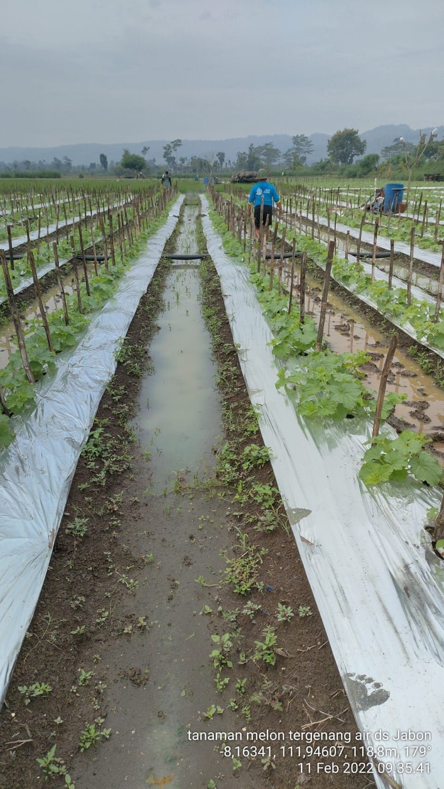 Ratusan Hektar Sawah di Tulungagung Terendam Banjir