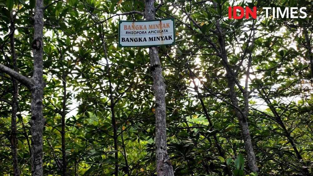 7 Ribu Hektare Hutan Mangrove di Sumut Segera Direhabilitasi 
