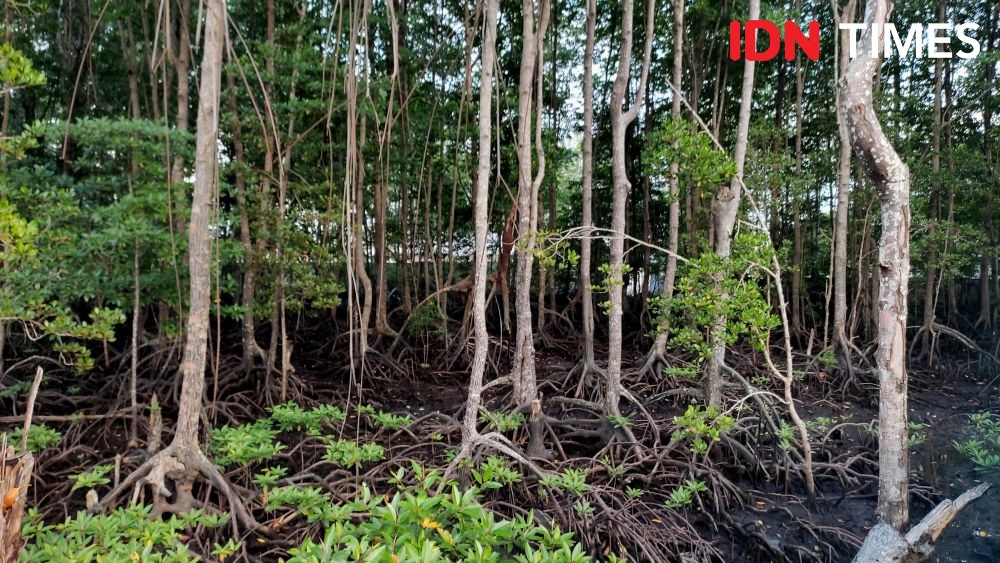 30 Ribu Mangrove Ditanam di Tapteng, Jaga Ekosistem dan Bantu Nelayan