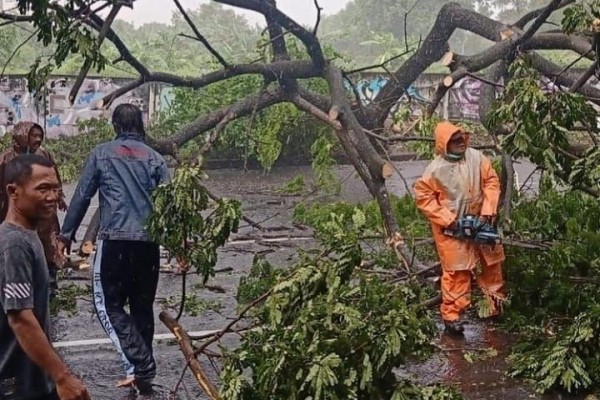 Hujan Cuma Sebentar, Belasan Pohon di Surabaya Tumbang