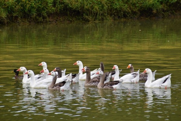 Mirip, 7 Unggas Ini Sering Dikira Bebek