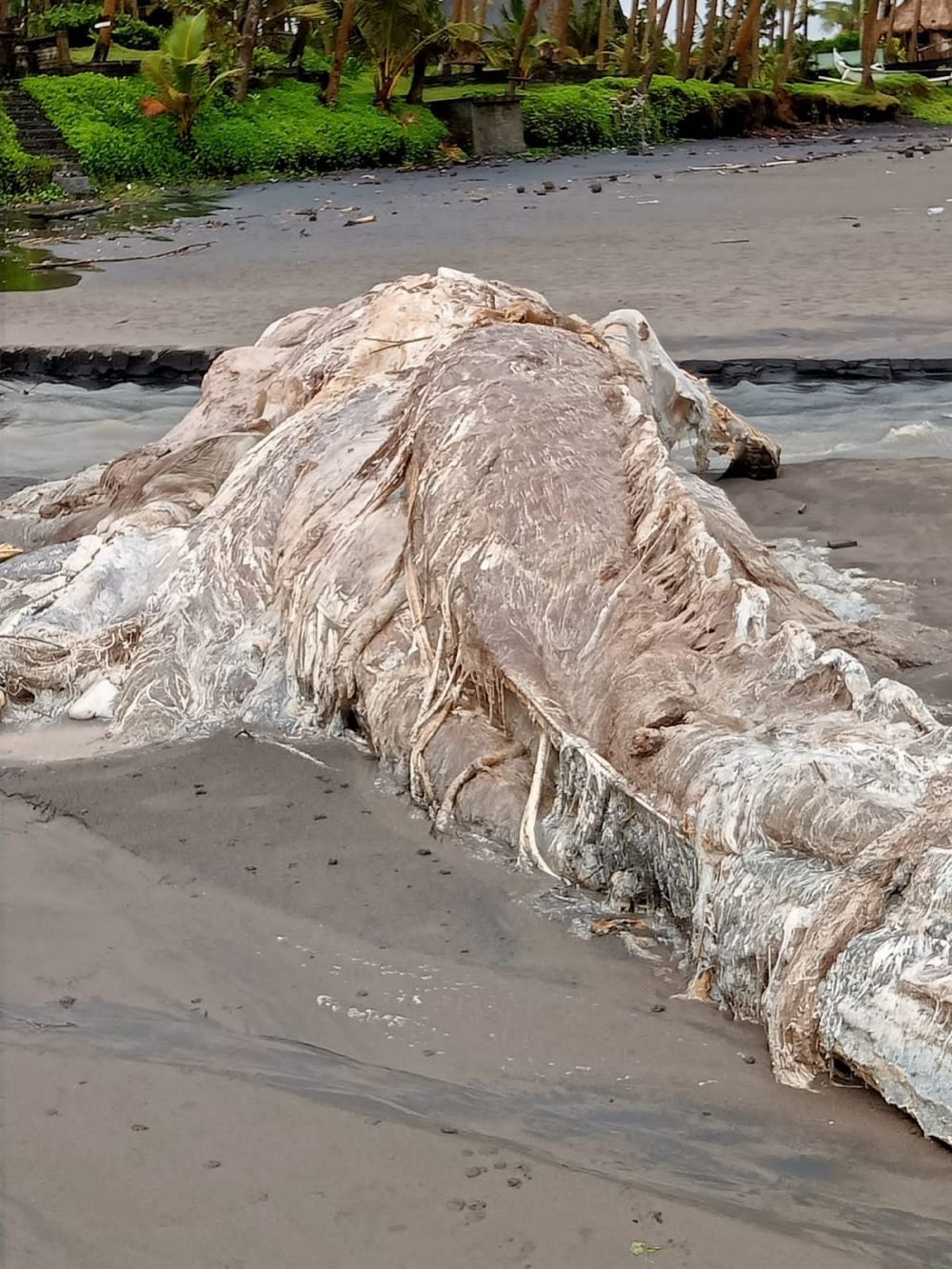 Bangkai Paus Terdampar di Pantai Pasut Tabanan