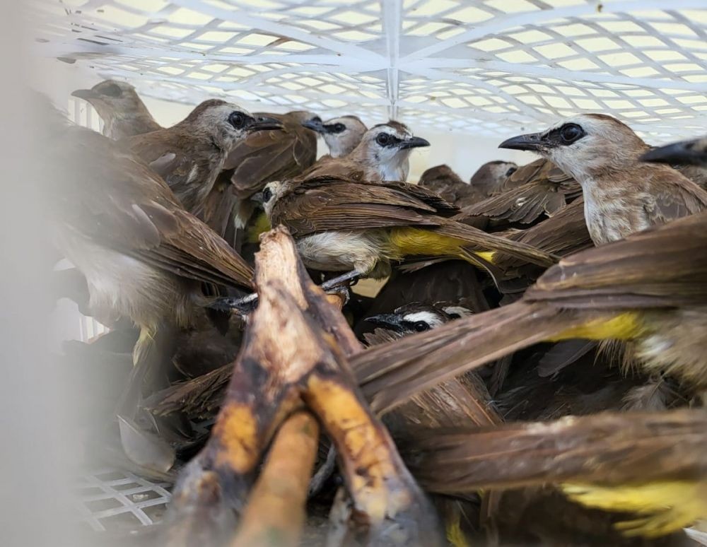Lagi! Polisi Sita Penyelundupan 3.767 Burung di Pelabuhan Bakauheni