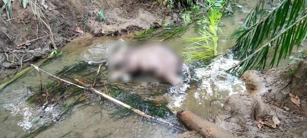 Bayi Gajah Sumatra Ditemukan Mati di Alur Sungai Pidie