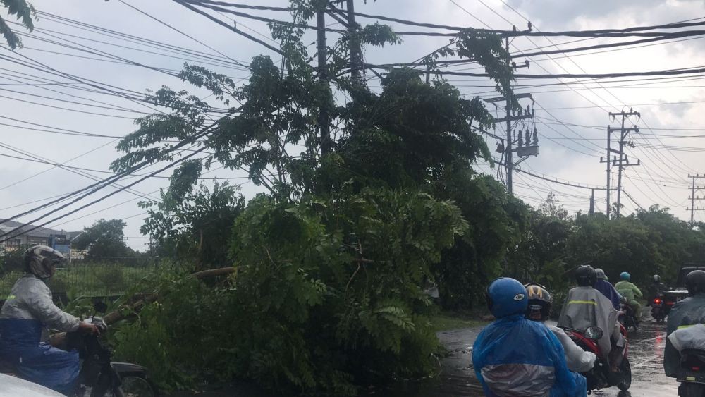 118 Pohon Tumbang, Pemkot Surabaya Minta Warga Jangan Suka Bakar Akar