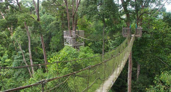 100 Pelajar Sekitar OIKN Ikut Kemah Konservasi di Bukit Bangkirai