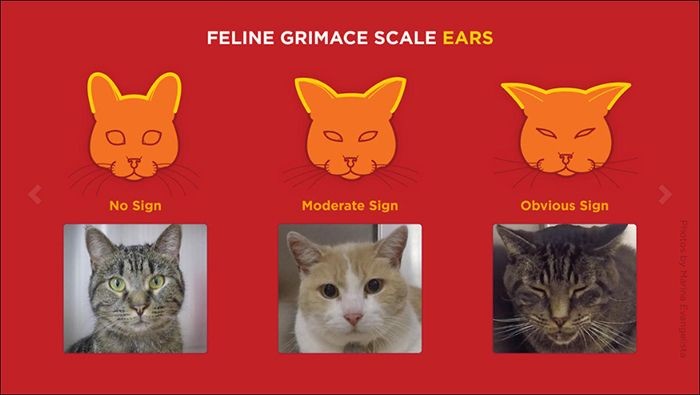 Feline Grimace Scale, Metode Mengetahui Seberapa Sakit Kucin