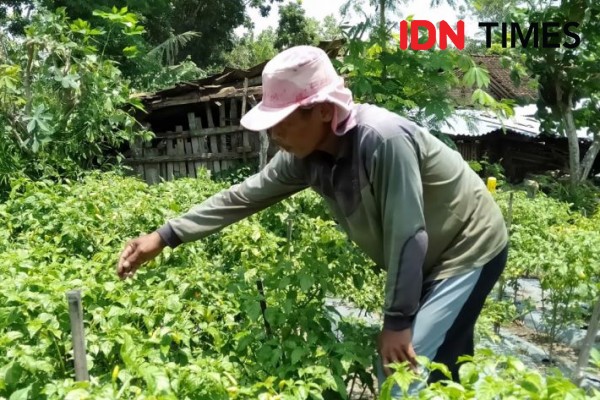 Petani Cabai Luar Musim di Lahan Pasir Bantul Panen Rezeki