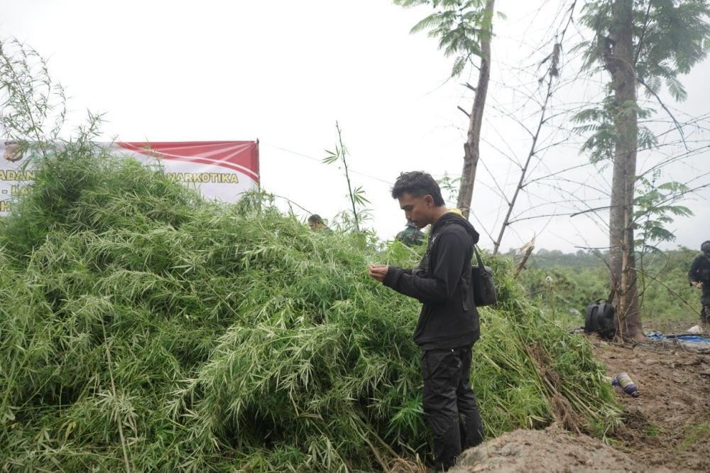 Polisi Temukan Ladang yang Ditanami 62 Ribu Batang Ganja di Aceh