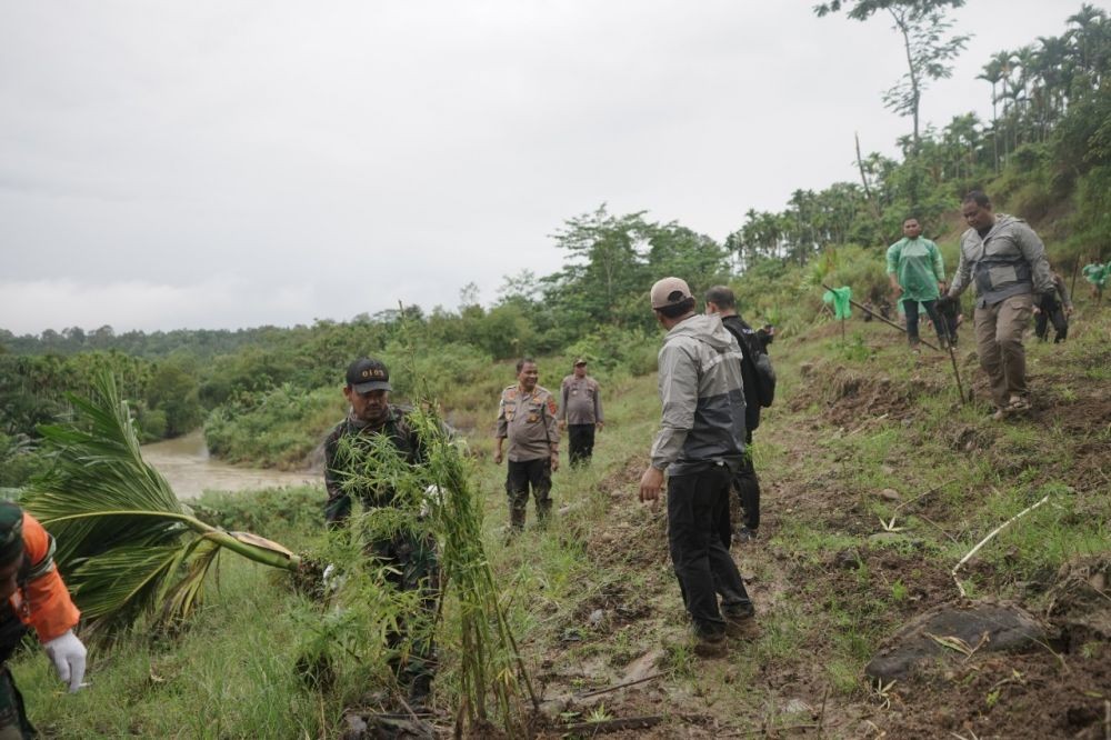 Polisi Temukan Ladang yang Ditanami 62 Ribu Batang Ganja di Aceh