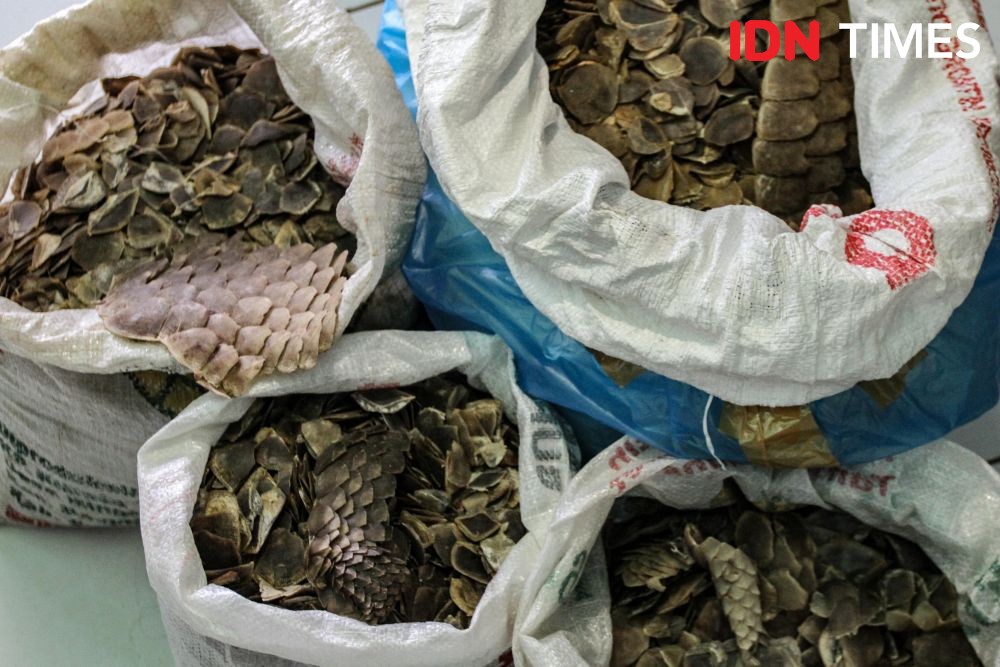 67.291 Hewan Diselamatkan dari Perdagangan Ilegal di Lampung