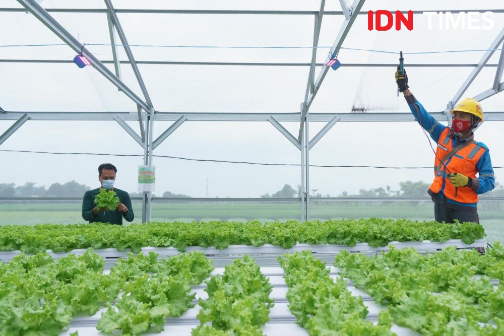 PLN Perkuat Electrifying Agriculture, Sokong Ketahanan Pangan Sumbagsel