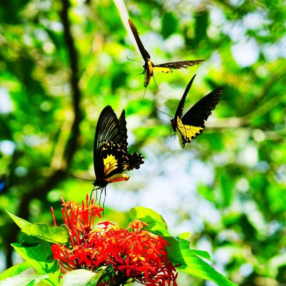 Taman Kupu-kupu Gita Persada Bandar Lampung: Lokasi dan Fakta