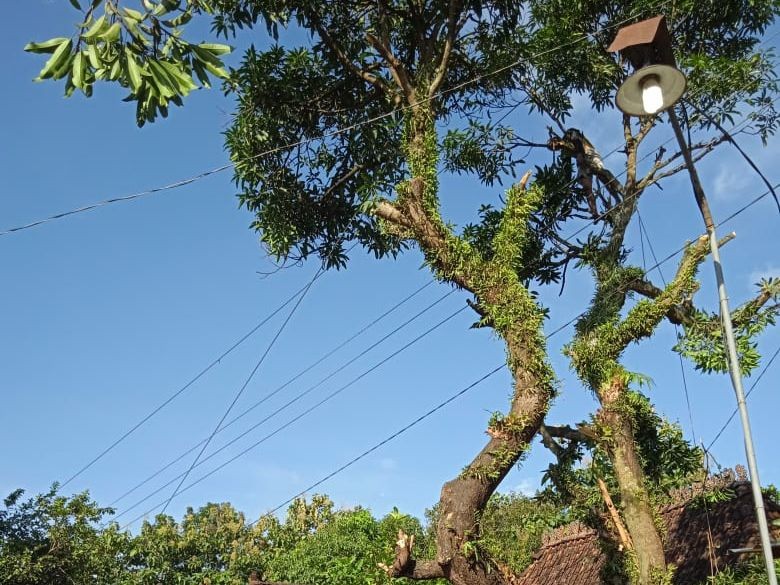 Mbah Rozaq Meninggal Menggantung saat Tebang Pohon Mangga di Jepara