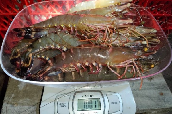 Pemkab Berau Kembangkan Sistem Informasi Telusuran Produksi Udang