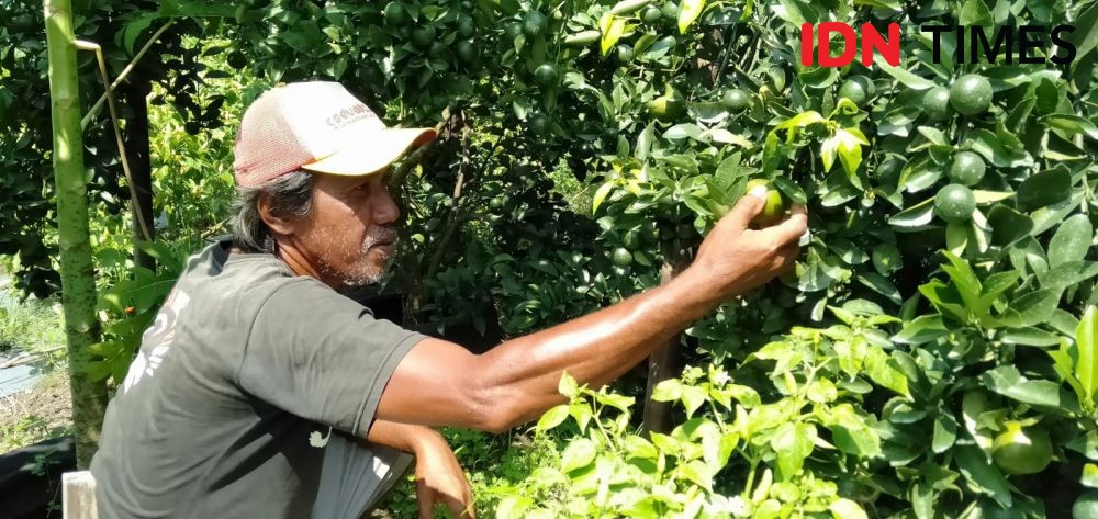 Agrowisata Baru di Bantul, Wisatawan Bisa Petik Jeruk Sendiri