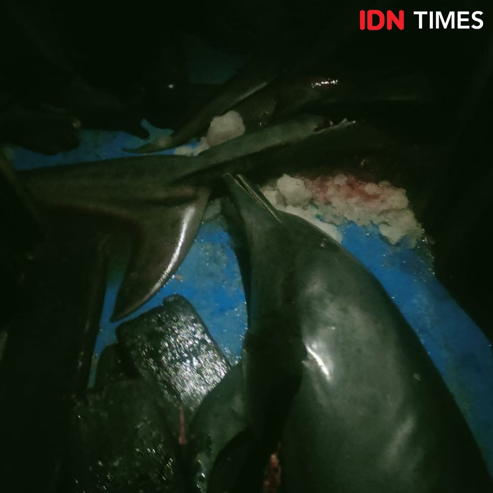 Kapal Nelayan Berbendera India Ditangkap di Aceh, Ikan 700 Kg Disita