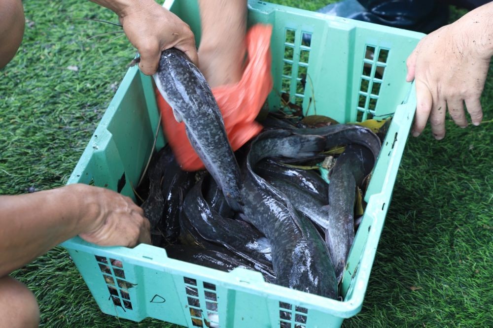 Keren! Warga Kota Tangerang Manfaatkan Selokan untuk Budidaya Ikan